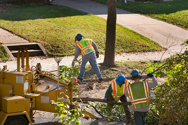  Grosse Pointe Park, MI Tree Service Pros